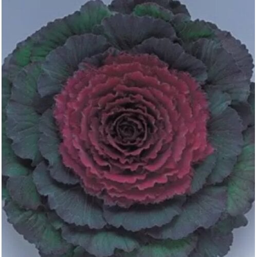 Семена цветов Капуста декоративная Pigeon F1 Purple Takii seed 1000 шт. (BN08715)