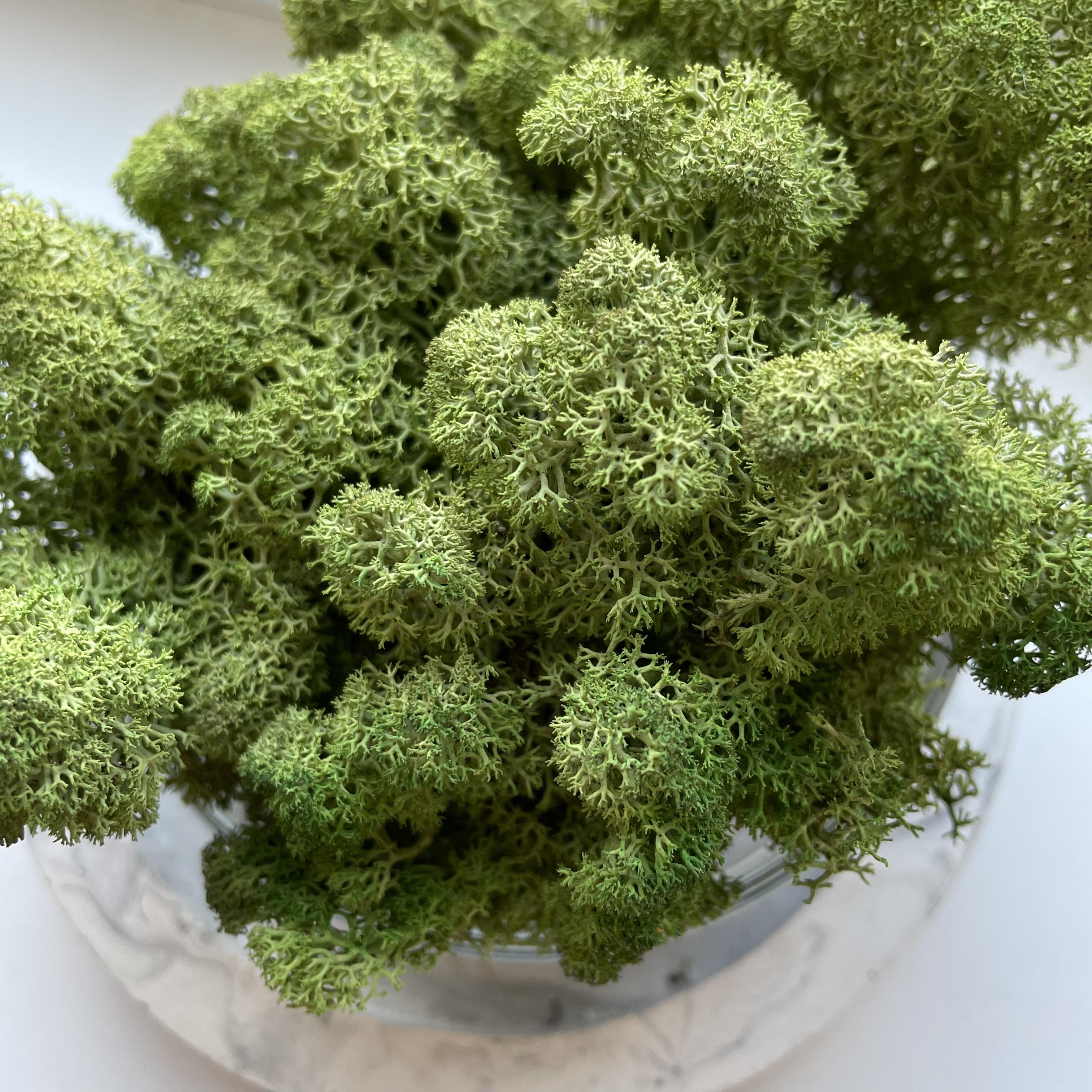 Стабілізований мох норвезький ягель 2 кг Зелений дуб (27323056) - фото 5 Стабілізований мох норвезький ягель 2 кг Зелений дуб (27323056) - фото 5