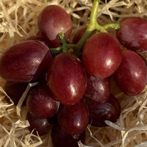 Сажанец Виноград кишмиш Червона Калина ранняя крупная сладкая ягода селекции (182244)