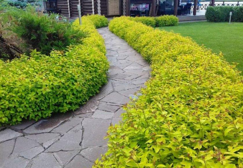 Саджанці спірея японська Spiraea japonica Gold flame у горщику 2 л - фото 3