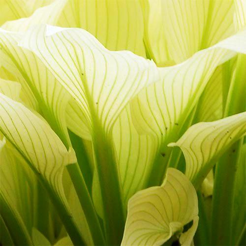 Хоста Florium White Feather (10498) - фото 3 Хоста Florium White Feather (10498) - фото 3