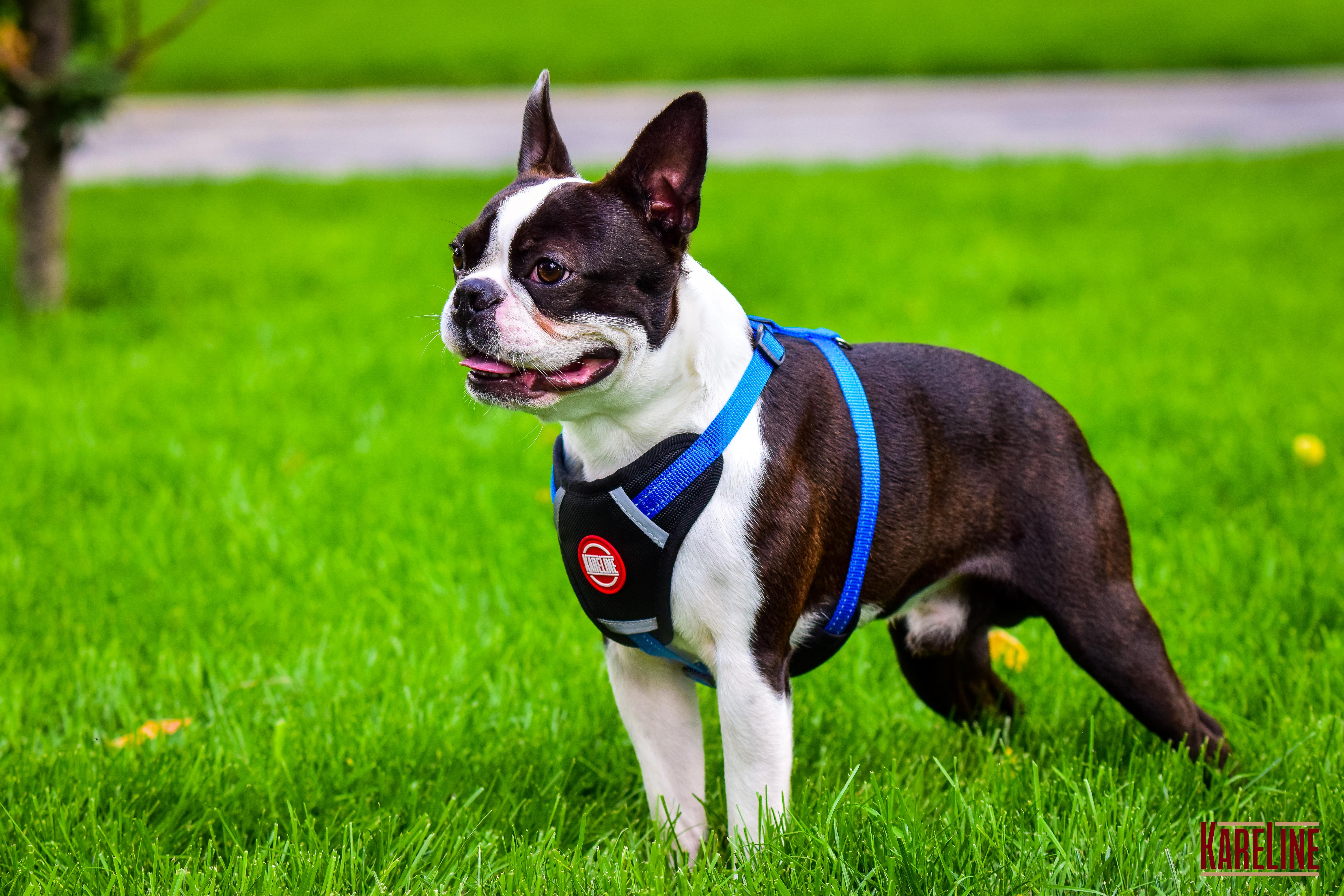 Шлея KareLine из нейлона с пластиковой пряжкой 20 мм А:400-600 мм В:500-630 мм Синий (0883/7) - фото 6