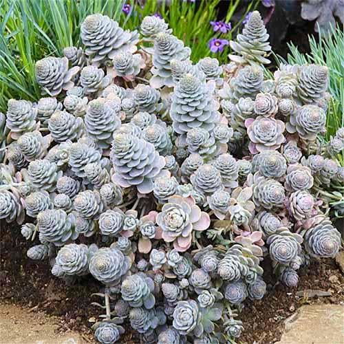 Горноколосник Florium Chinese Hat (13125)