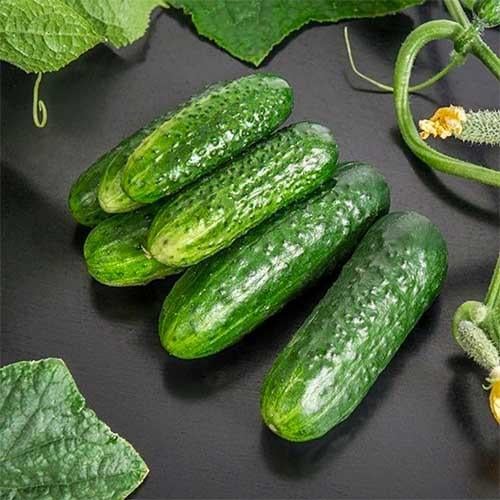 Семена Огірок Florium Циркон F1 (4932)