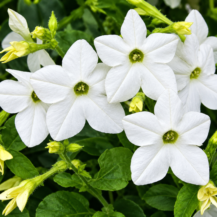 Семена цветов Syngenta Табак крылатый Saratoga White 50 шт. (BN01608-3)