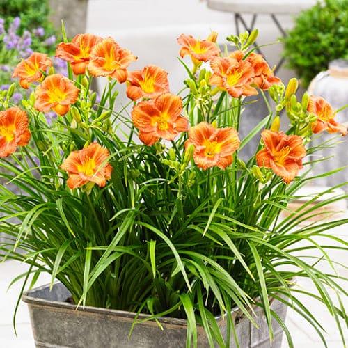 Лилейник Florium EveryDaylily Bronze (12925)