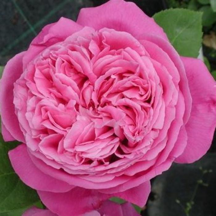 Роза Velet Paul Neyron Шраб в контейнере (2558773081)