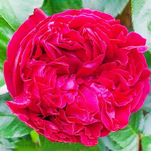 Роза Florium Red Eden Rose (7482)