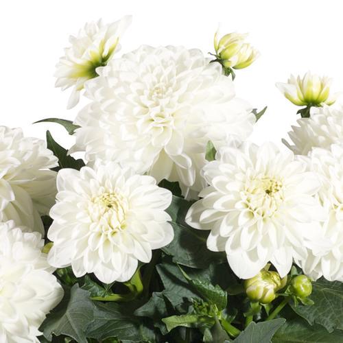 Георгина Dalina Maxi Lopez White кассетная рассада (25398067)