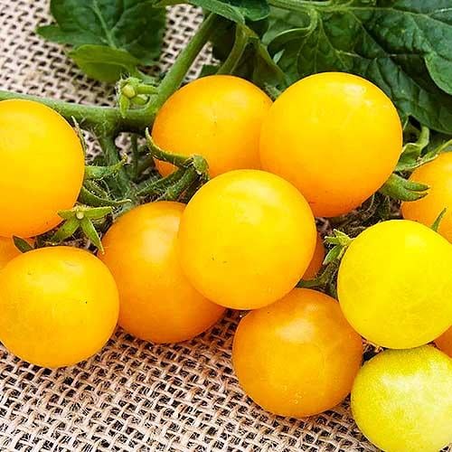 Семена Томат Florium Золотий горіх ТМ GL Seeds (17219)