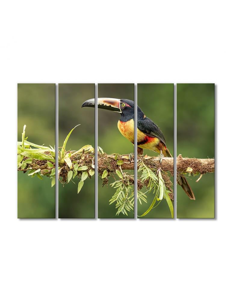 Картина модульная Семейство туканских птиц отряда дятлов 5 модулей 80x120 см