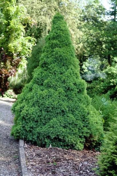 Ялина канадська Коніка 0,5 л