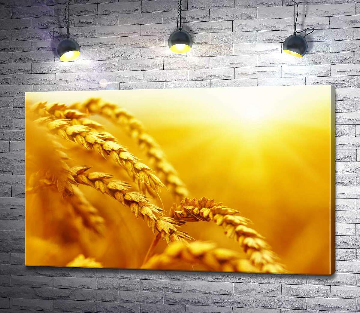 Картина ArtPoster Золотые колосья пшеницы, раскрашенные солнцем 130x82 см Модуль №1 (003265)