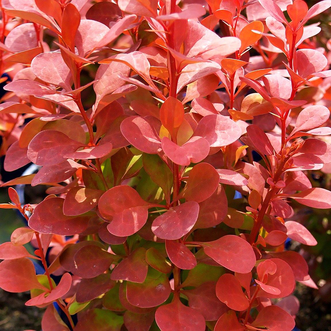 Саженец барбариса Тунберга Red Rocket Р9 (857130067) - фото 2 Саженец барбариса Тунберга Red Rocket Р9 (857130067) - фото 2