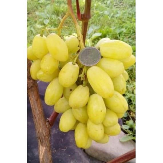 Саджанці винограду Бананас (2829226560)