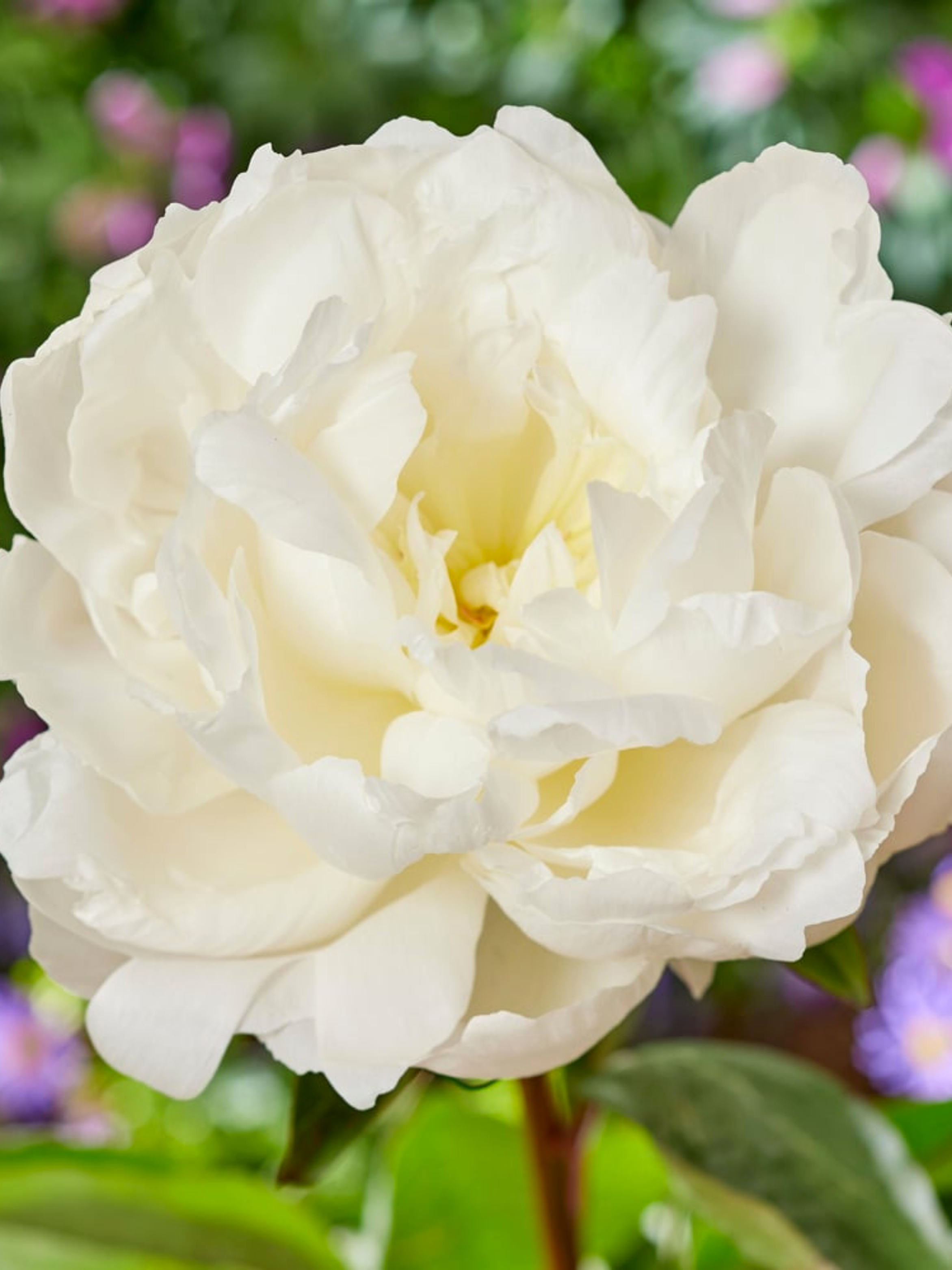 Пион Amalia Olsen 1 шт. (4544)
