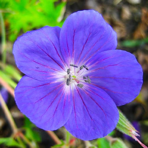 Герань Florium Brookside (3536)
