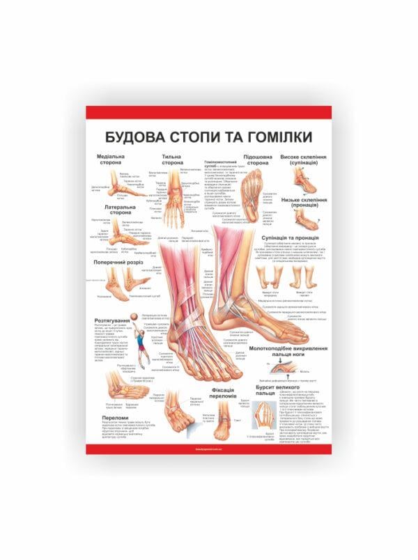 Плакат Vivay Строение стопы и голени 30х40 см (25698457)