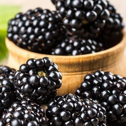 Сажанець Ожина рання ремонтантна Блек Меджик Black Magic (43975)