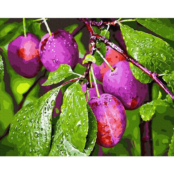 Картина по номерам Brushme GX34079 Сливы 40х50 см (1397645232)