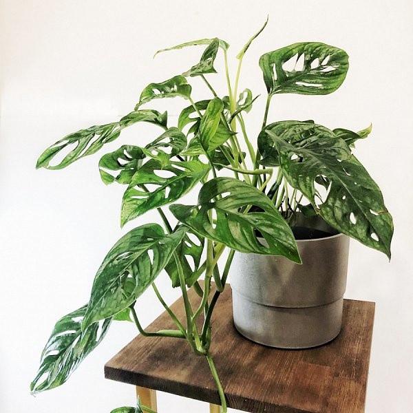 Монстера Манки 12/50 см. (2683780956) - фото 2