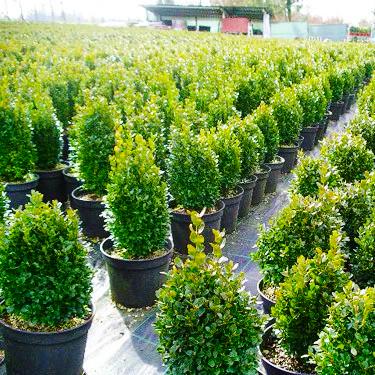Саджанець самшиту Buxus Р9 (646586412) - фото 3 Саджанець самшиту Buxus Р9 (646586412) - фото 3
