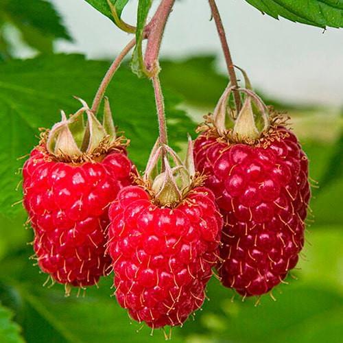 Саджанець Малина Саня середньоранній термін дозрівання (177220)