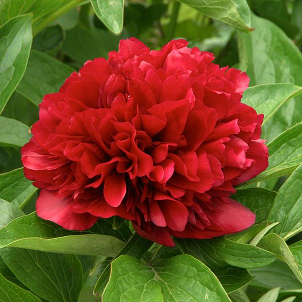 Півонія Рубра Плена Rubra Plena 3 шт. (38279726)