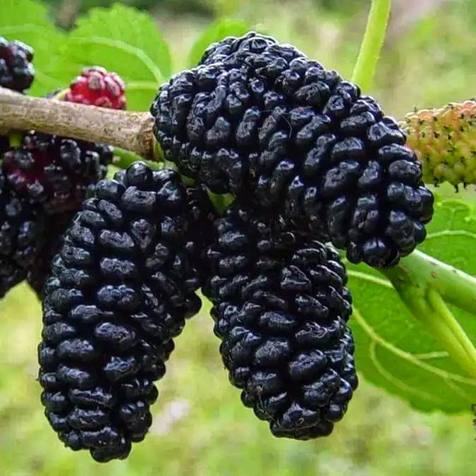 Саджанець Шовковиця Королівська чорна 1 шт.
