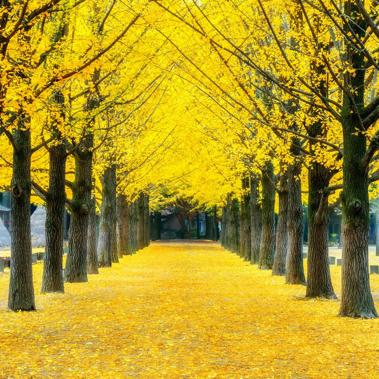 Насіння Ginkgo biloba 5 шт. (2471551289) - фото 4