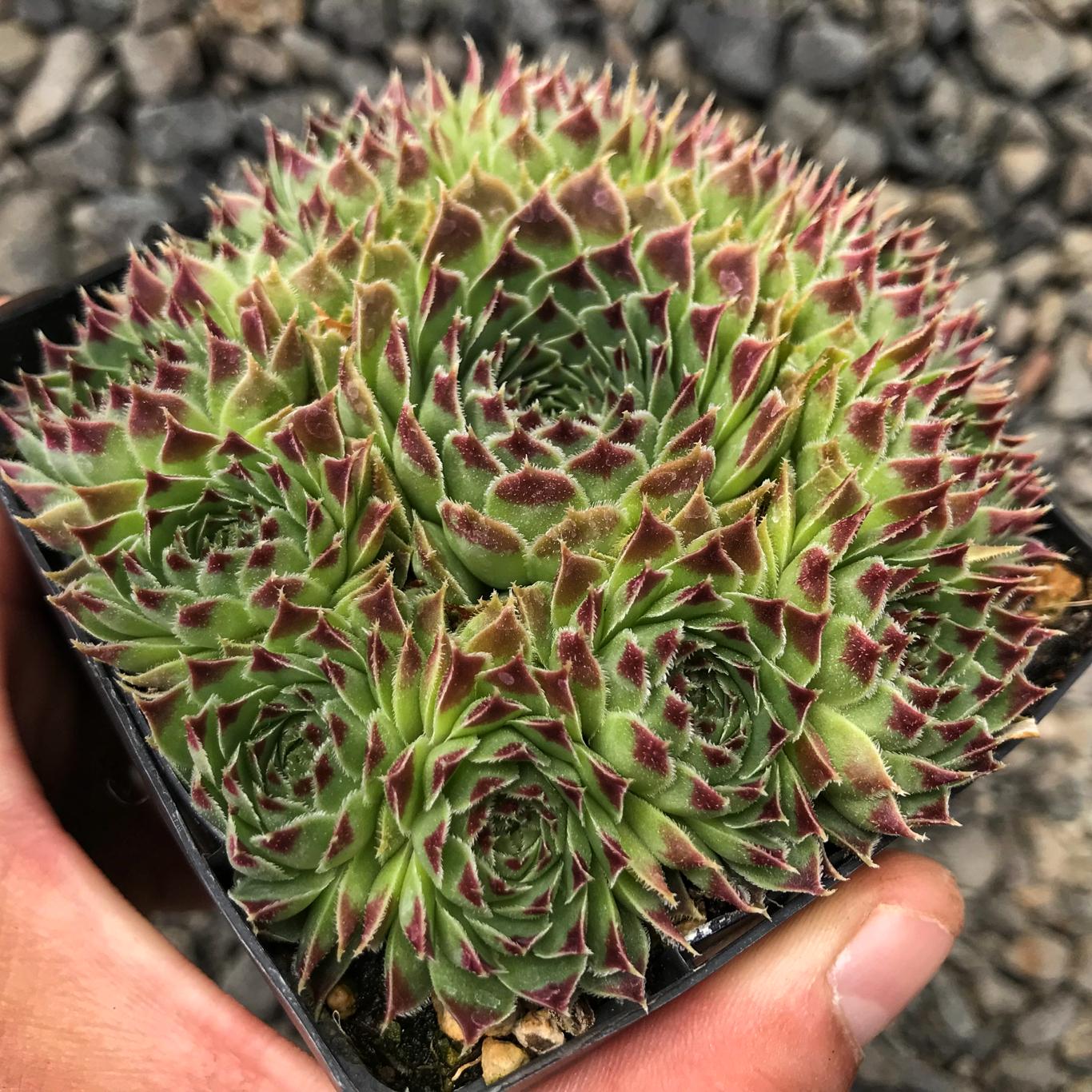 Саженец Молодило Известняковое calcareum 1 шт.
