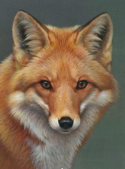 Картина по номерам Josef Otten Животные Лиса 40х50 см в термопакете (5690Y_O-mt)