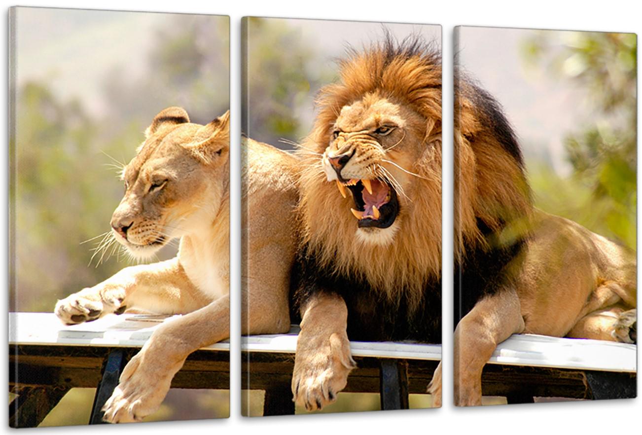 Картина модульная в гостиную/спальню Влюбленная пара Львов 53х100 см (ART-248_3A)