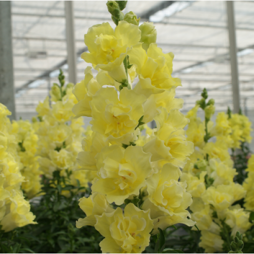 Семена цветов Hem Genetics Львиный зев DoubleShot Yellow 100 шт. (BN12452-3)