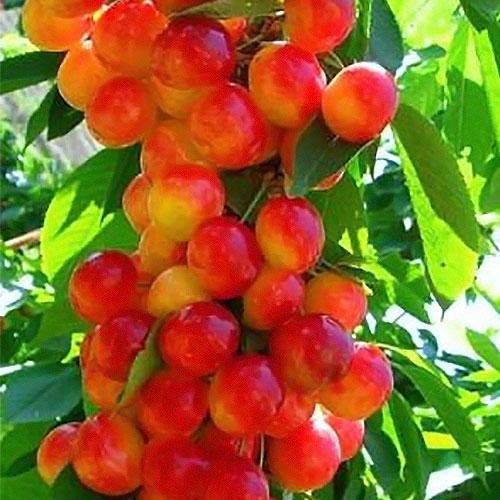 Сажанец Эксклюзив Черешня колоновидная Розовая (47396)