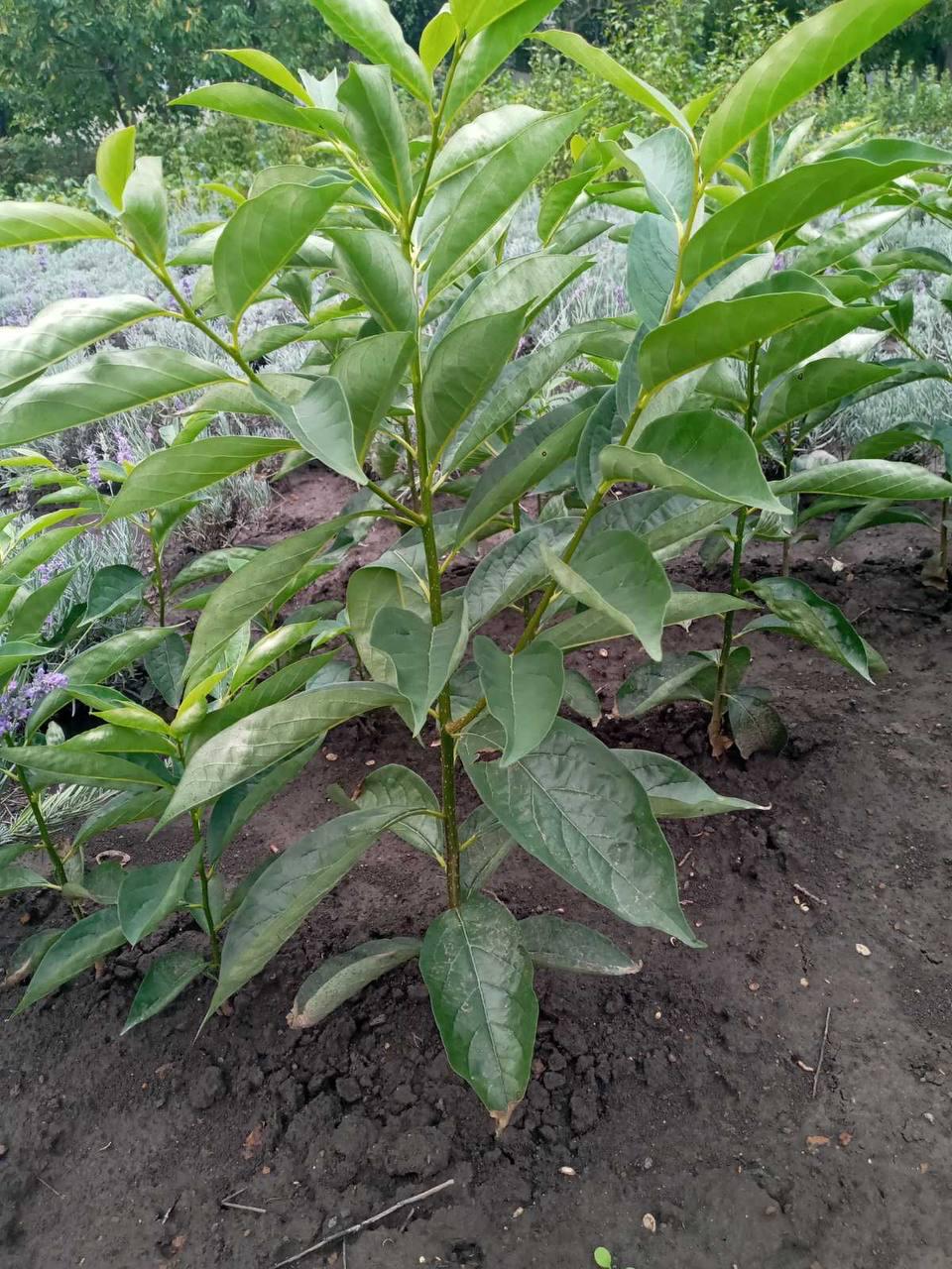 Саджанець хурми Зенджі мару (12503014)