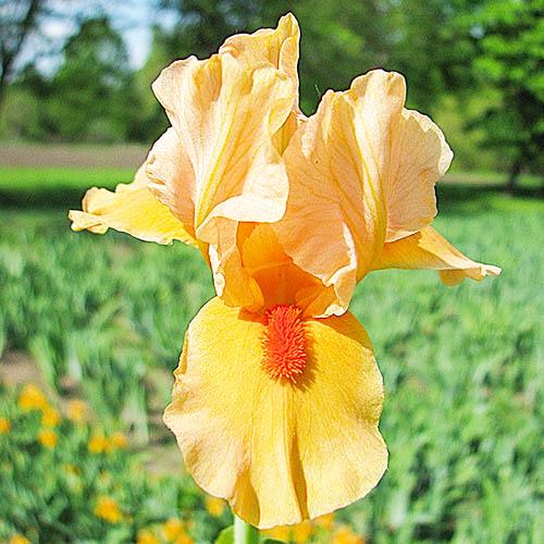 Ирис El Torrito Florium