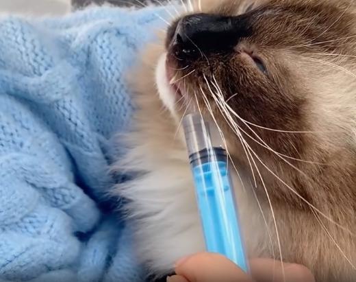 Шприц с наконечником для введения еды/лекарства животным 10 мл Голубой (2149939293) - фото 5