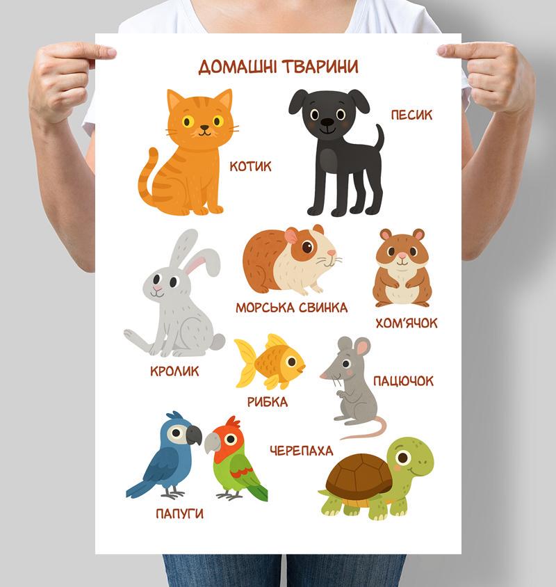 Постер обучающий для детсада Домашние животные 42x60 см A2 без рамки (D238_A2) Постер обучающий для детсада Домашние животные 42x60 см A2 без рамки (D238_A2)