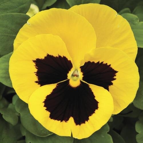 Насіння квітів Віола Mammoth Queen Yellow Bee Syngenta 500 шт. (BN03258-2)