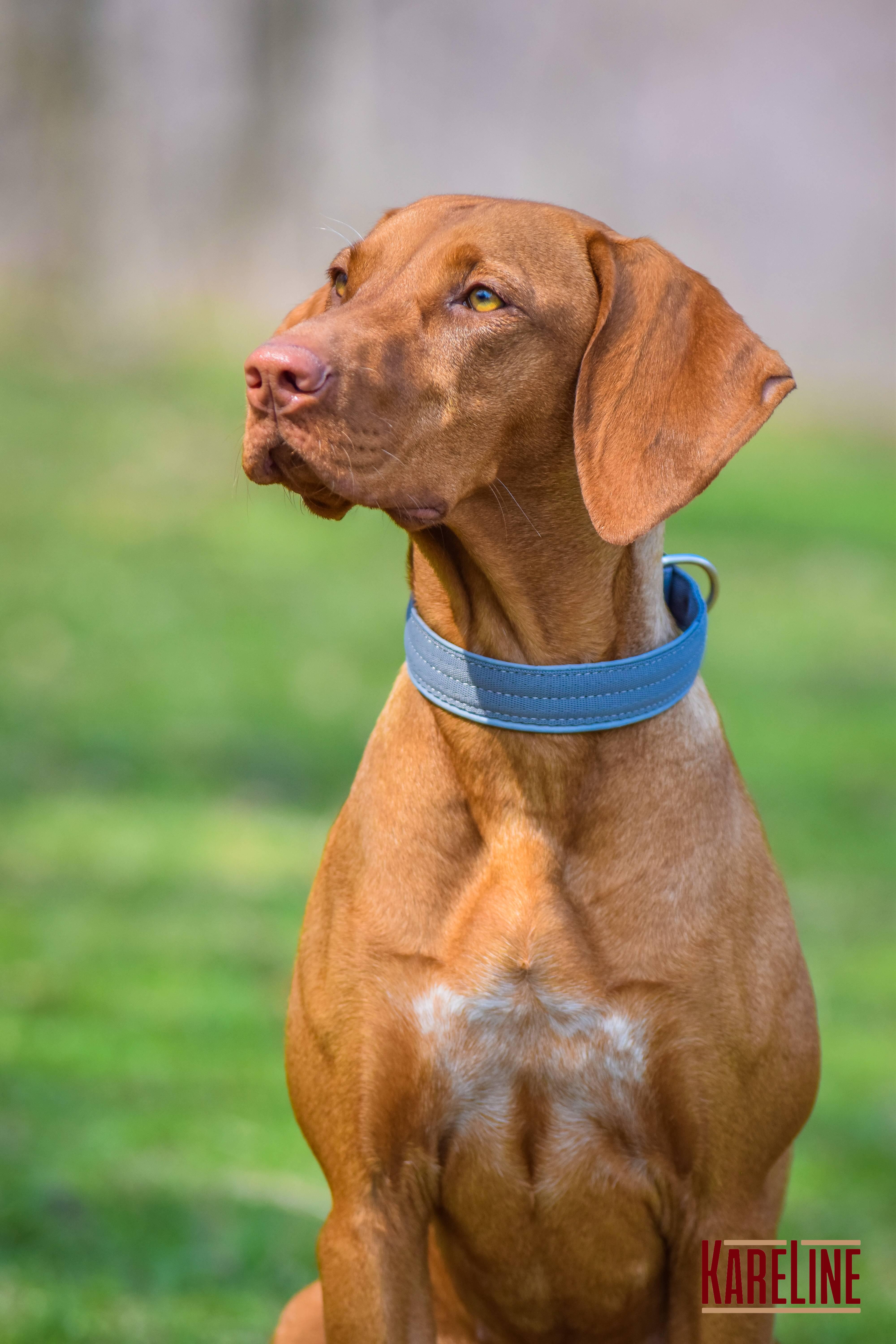 Ошейник KareLine усиленный нейлоновый со светоотражающим кантом 40 мм 300-380 мм Серый (0952/10) - фото 3