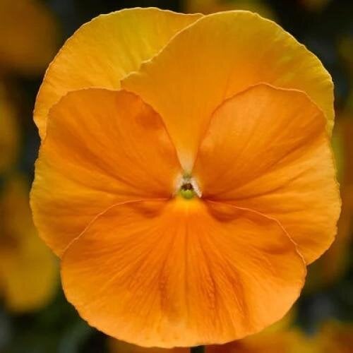 Семена цветов Виола Delta Pro F1 Clear Orange Syngenta 25 шт. (BN12388-4)