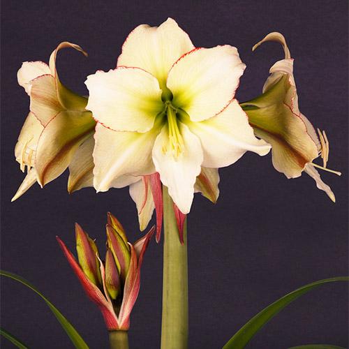 Амариллис Florium Nr. 08-005-1 (17953)