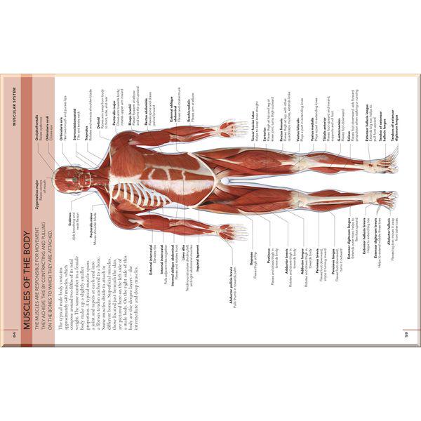 Книга Professor Alice Roberts "DK The Concise Human Body Book" (ISBN:9780241395523) - фото 4