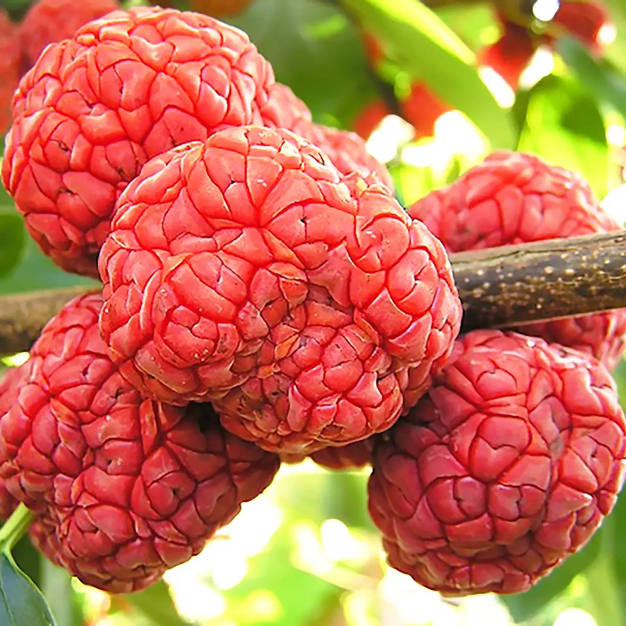 Саджанець кудранії Рубра 1,5 річний горщик Р0,7 сіянець (2088364630)