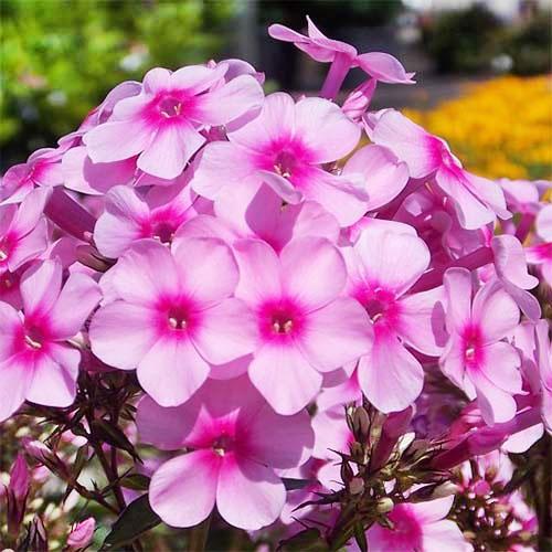 Флокс Florium Miss Pepper (11993)