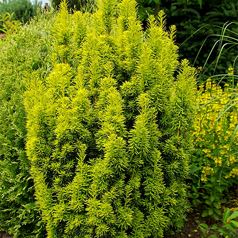 Тис ягодный Давид Taxus baccata David 1 шт. (38277359)