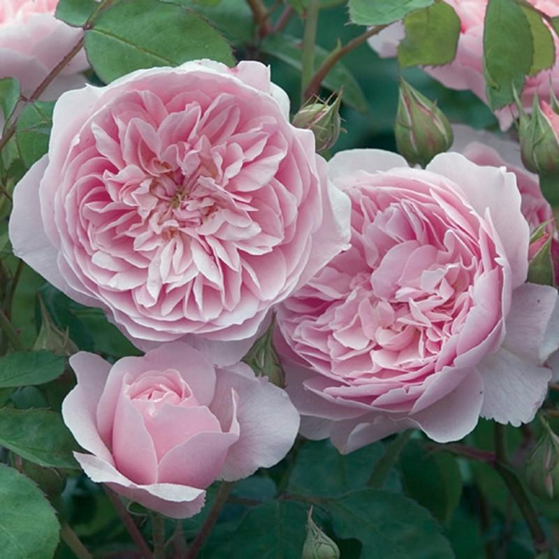 Роза английская Velet Wisley в контейнере (2669429316)