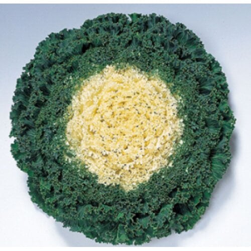 Семена цветов Капуста декоративная Kamome F1 White Takii seed 10 шт. (BN08712-4)