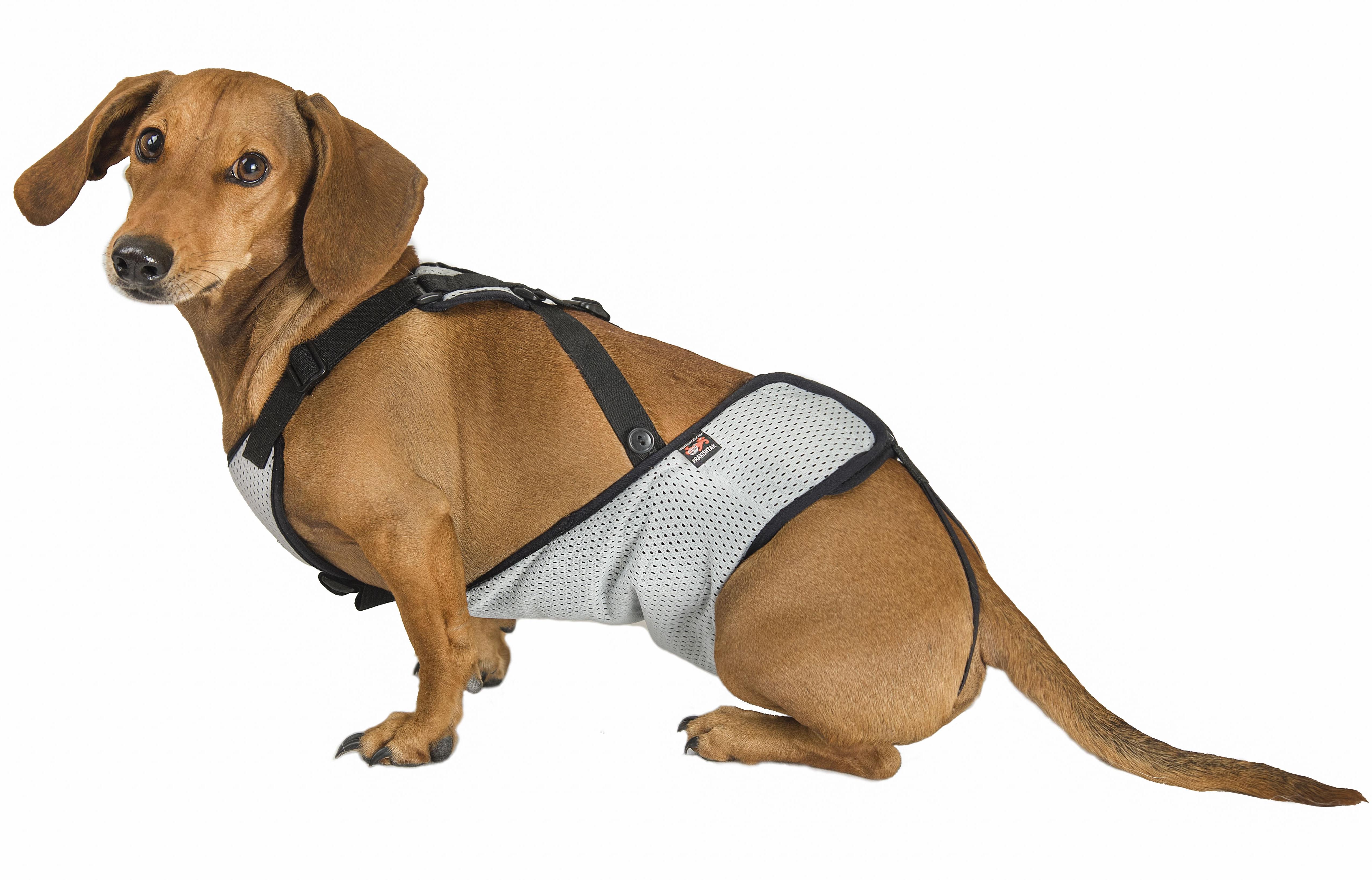 Труси Frakishtak для кобелів L Сірий (28078894) - фото 4